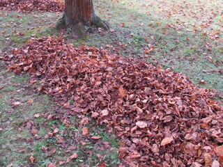 Raking leaves in garden, a big pile of leaves under a tree