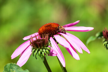 Honey bee feeding on blooming coneflower