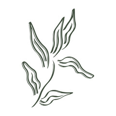 Botanical plant abstract hand drawn