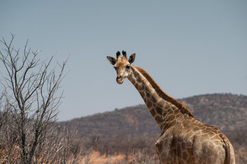 giraffe looks back