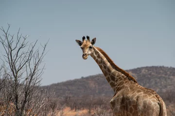 Gordijnen giraffe looks back © Yury Zap