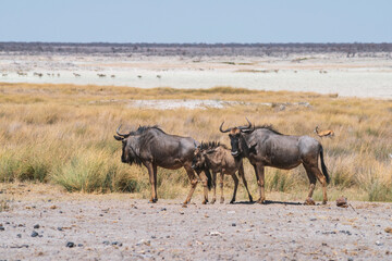 gnu antelopes family