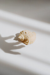 Isolated natural shell on a white table. Light and shadow of the hand in the frame. Concept visual. Creative content for blogs, social networks. Still life modern composition. Minimalistic, simplicity
