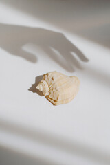 Isolated natural shell on a white table. Light and shadow of the hand in the frame. Concept visual. Creative content for blogs, social networks. Still life modern composition. Minimalistic, simplicity