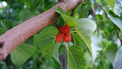 Mulberry fruit.