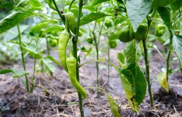Green pepper in the garden.