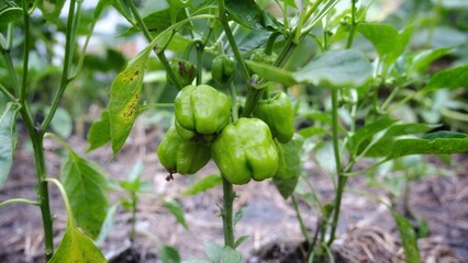 Green pepper in the garden.