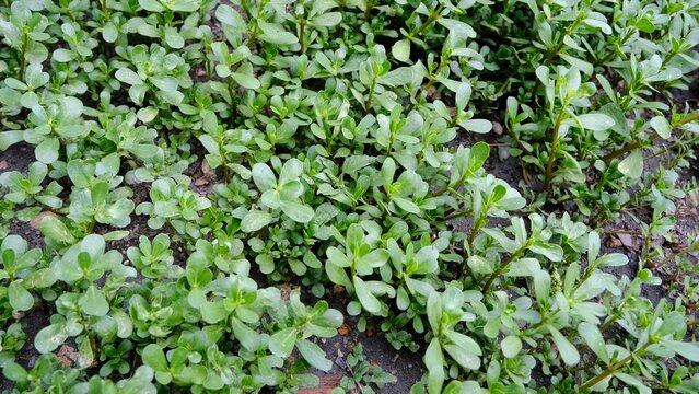 Purslane plant.