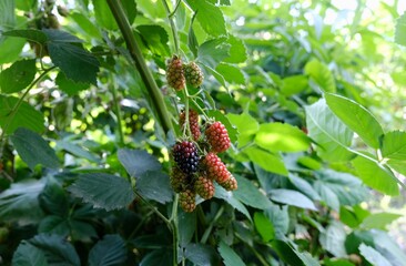 Mulberry fruit.