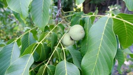 Walnut. Walnut tree.