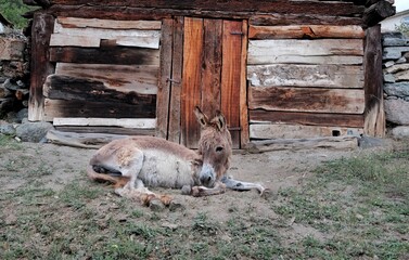 Donkey lying in front of the barn.