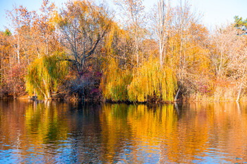 Autumn landscape. Weeping willows with yellow leaves leaned over the water