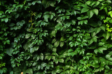 Fototapeta na wymiar Green leaves pattern background. Parthenocissus