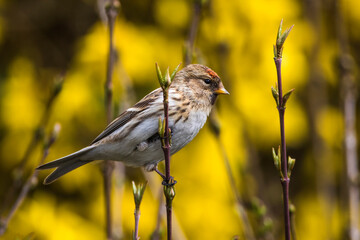 Birkenzeisig, (Carduelis flammea) Männchen