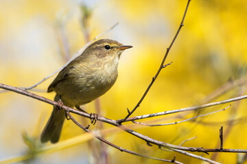 Zilpzalp (Phylloscopus collybita)