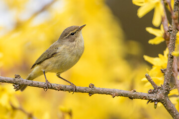 Zilpzalp (Phylloscopus collybita)
