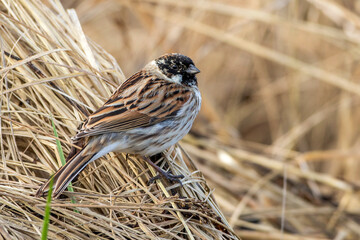 Rohrammer (Emberiza schoeniclus) Männchen