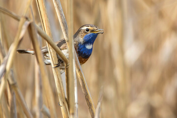 Weißsterniges Blaukehlchen (Luscinia svecica) Männchen
