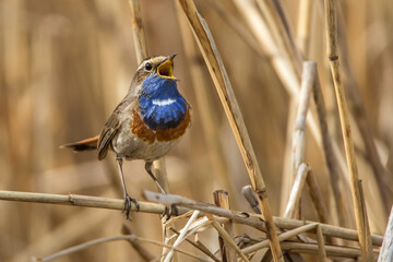 Weißsterniges Blaukehlchen (Luscinia svecica) Männchen