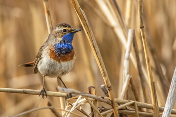 Weißsterniges Blaukehlchen (Luscinia svecica) Männchen