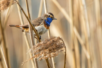 Weißsterniges Blaukehlchen (Luscinia svecica) Männchen