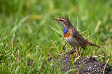 Weißsterniges Blaukehlchen (Luscinia svecica) Männchen