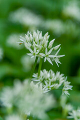 B&auml;rlauchbl&uuml;te (Allium ursinum)