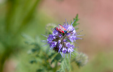 Widderchen auf Rainfarn-Phazelie (Phacelia tanacetifolia)