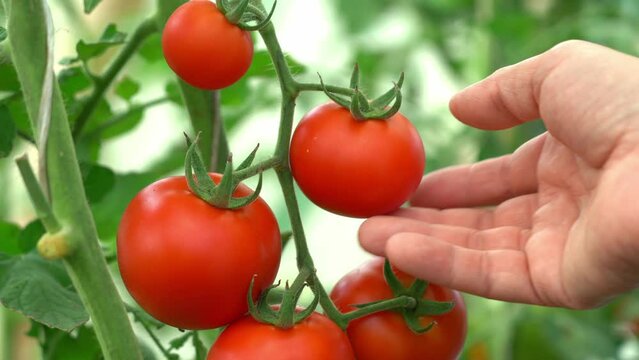 Close up of farmers hands pick red ripe tomato from branch in greenhouse. Harvesting vegetables. Crop, farming, agriculture