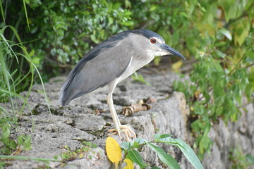 ゴイサギ （撮影地：沖縄県那覇市）