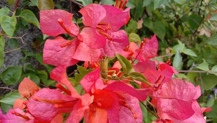 Red Bougainvillea Flowers with Grasshopper
