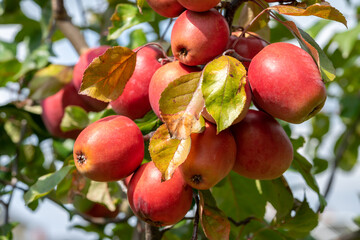 red apples on a tree