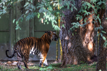 Bengal tiger in the wilderness on green background