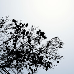 Vector drawing. Silhouette of branches against the sky