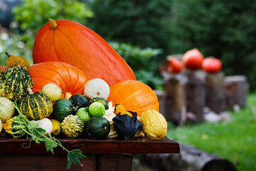 Pumpkins in the old park, prepare for halloween, october decoration in the garden