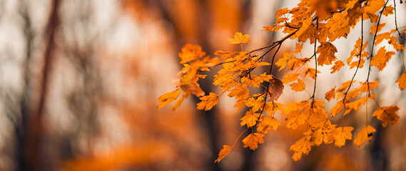 Falling yellow leaves in park bokeh background with sun beams. Autumn nature landscape. Beautiful closeup, golden leaves panorama, blurred forest foliage. Idyllic autumnal banner. Peaceful outdoors