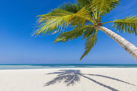Panoramic landscape view of white beach sand sea water and blue sky clear background. Tropical paradise banner, closeup palm leaves. Summer travel background, wallpaper panorama. Sunny beach scene