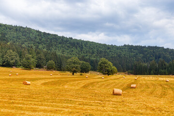 Pasture with lots of hay stacks  near pine forest