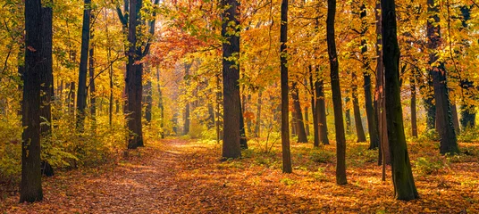 Fototapete Waldweg Beautiful panoramic autumn forest nature. Vivid landscape in colorful fall leaves with sun rays through branches of trees. Amazing nature panorama, fantasy idyllic scenic, tranquil sunset pathway  © icemanphotos