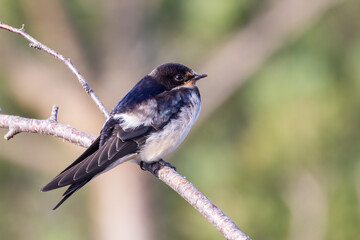 Barn swallow