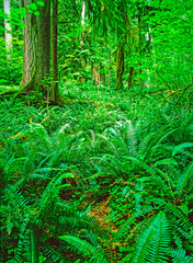 Hoh Rain Forest, Olympic National Park