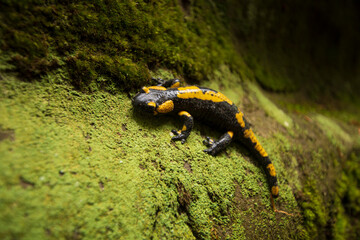 Fire salamander sits on a stone covered with moss close-up in a forest
