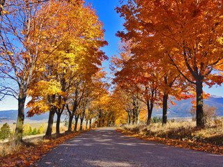 Autumn on a hill  with beautiful road in a trees.