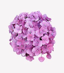 Obraz premium lilac flowers isolated on white background