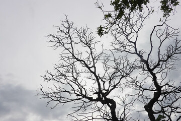 Tree twigs without Leaves in the park at Sun set