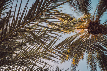 Palm Tree Branches 
