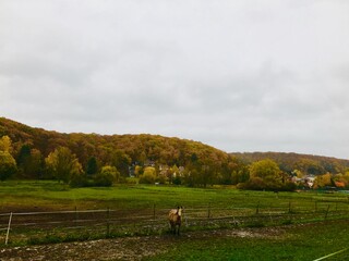 Fototapeta premium Automne forestier