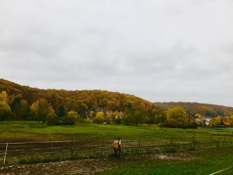 Automne forestier