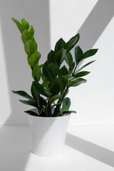 Home plant zamioculcas plant in a white pot on a light background. Home gardening concept. Houseplants in a modern interior.