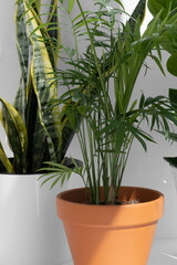 Home plants in different pots on a white background: hamedorea or areca palm, sansevieria, zamiokulkas. Home gardening concept. Houseplants in a modern interior.